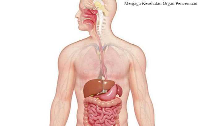 5 Cara Alami Menjaga Kesehatan Organ Pencernaan